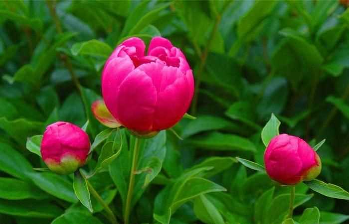 芍藥花的養(yǎng)殖方法和注意事項