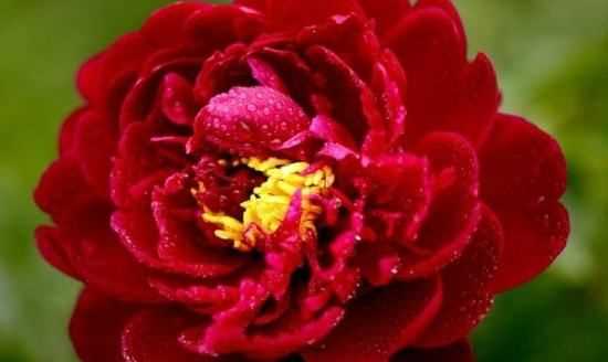 大芍藥花,芍藥花的養(yǎng)殖方法和注意事項圖3