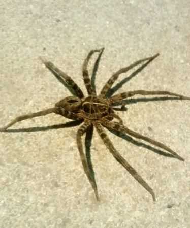 房間有只大蜘蛛會不會咬人