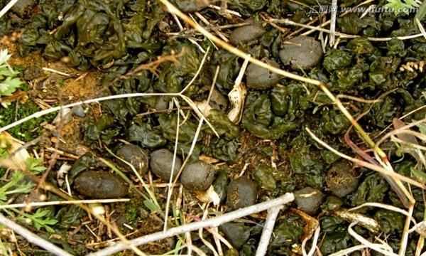 地皮菜有毒,地皮菜泡多久了有沒有毒圖2