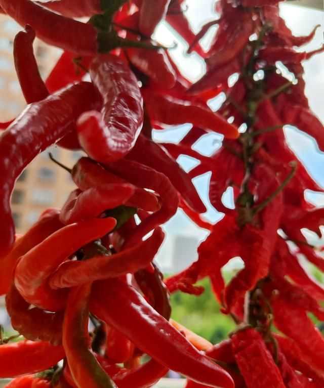 辣椒怎么曬干不變色，怎么曬干辣椒不變色？圖1