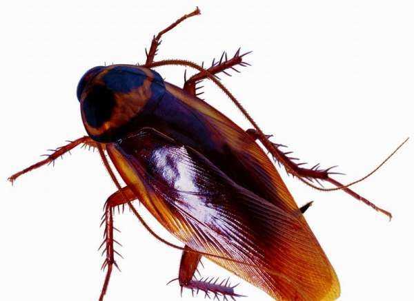 蟑螂真會(huì)去吃洗衣粉,蟑螂會(huì)主動(dòng)吃洗衣粉水嗎圖4