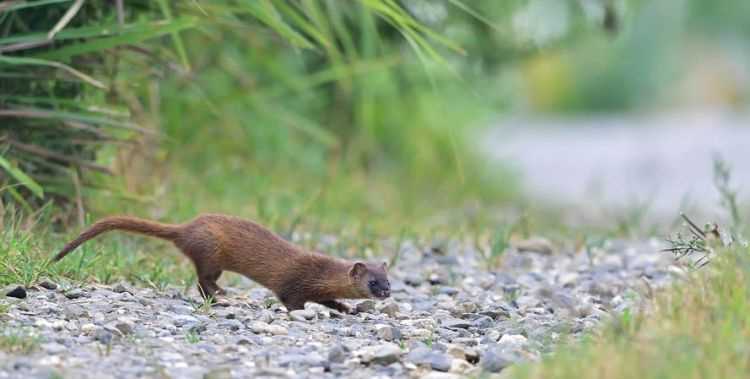 千年黑萬年白，黃鼠狼討封和拜月是真的嗎我以前殺死過不少黃鼠狼，用汽油燒死的，用水淹死的，用針扎死