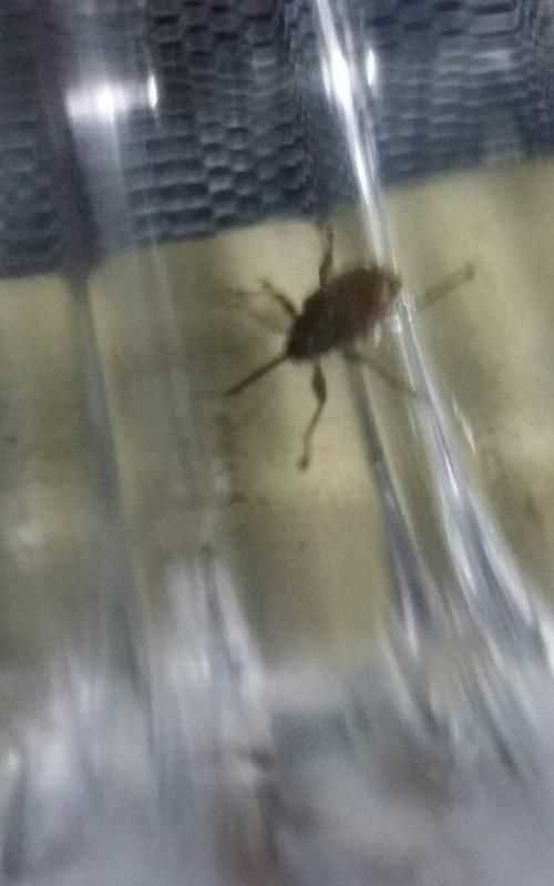 消滅臭蟲的方法有哪些