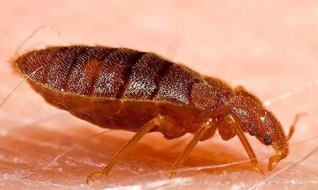 臭蟲在水里泡多久才會(huì)死，家里有臭蟲，怎么樣才能快速除掉呢？圖3