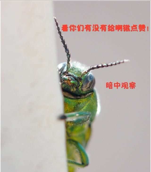 臭蟲在水里泡多久才會(huì)死，家里有臭蟲，怎么樣才能快速除掉呢？圖6