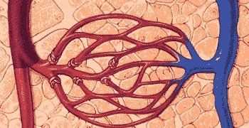 o型血為什么是萬(wàn)能血,o型血為什么是萬(wàn)能血圖5