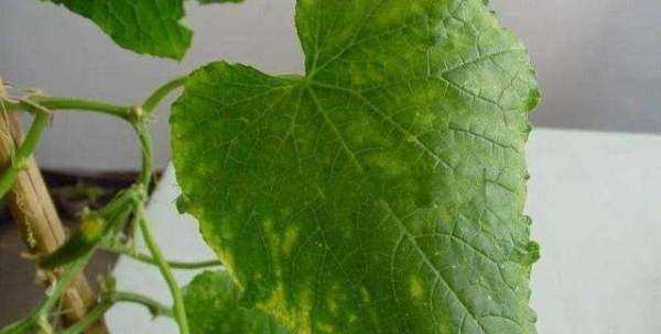 白糖水可以當(dāng)生根水,糖水能作為生根水泡玫瑰老樁用嗎圖3