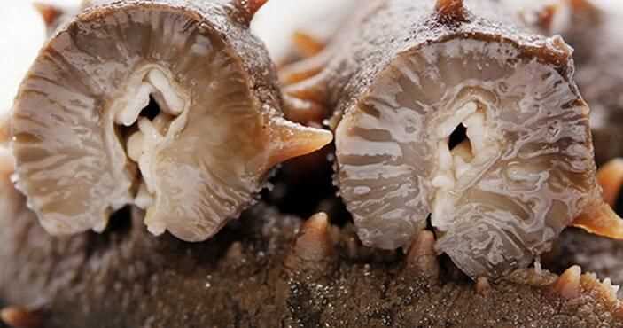 有白色的海參嗎?白色海參和黑色海參有什么區(qū)別?