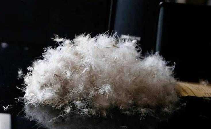 羽絨被對人體有害嗎?