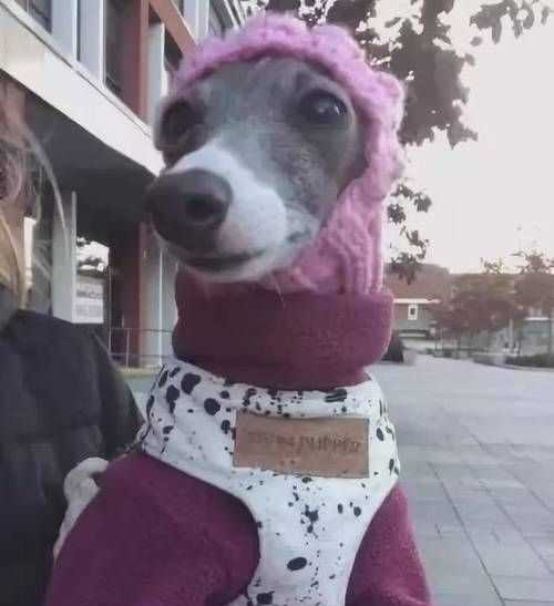 什么動物冬天不敢出門打一生肖