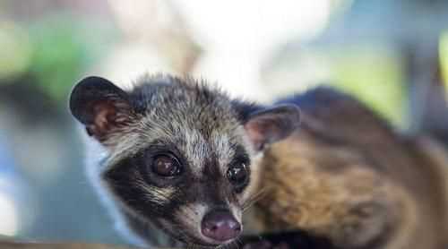 什么動物冬天不敢出門打一生肖