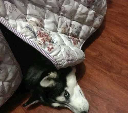 什么動物冬天不敢出門打一生肖