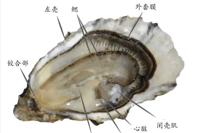 生蠔有沒有屎 黑色的部分是什么東西