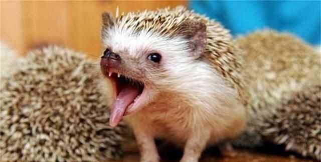 除了刺猬,還有什么動(dòng)物帶刺?