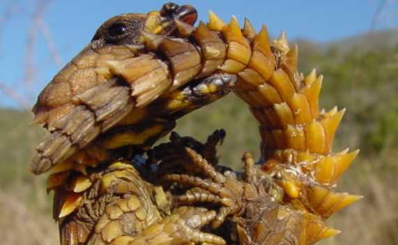 渾身帶刺的動(dòng)物,除了刺猬,還有什么動(dòng)物帶刺?圖2