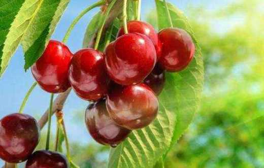 春天有哪些水果,春天吃的水果有哪些圖8