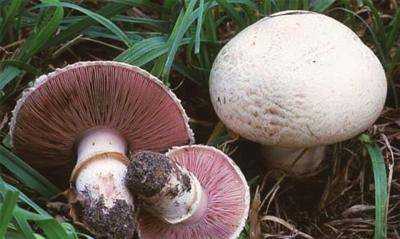 野蘑菇能吃怎么辨別,吃蘑菇的季節(jié)是幾月圖1