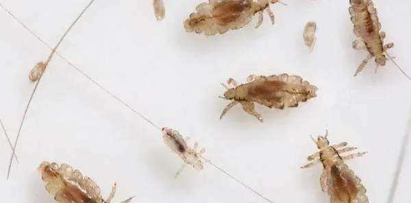 跳蚤藥對人身體有沒有害,跳蚤粉對人體有害嗎圖1