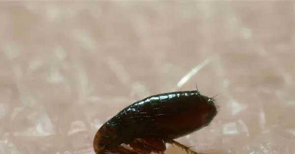 跳蚤藥對人身體有沒有害,跳蚤粉對人體有害嗎圖2