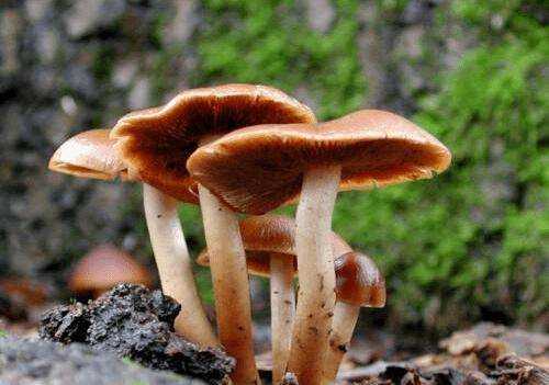 野蘑菇能吃怎么辨別,吃蘑菇的季節(jié)是幾月圖3