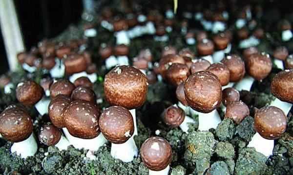 野蘑菇能吃怎么辨別,吃蘑菇的季節(jié)是幾月圖6