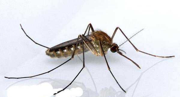 蚊子用什么藥殺滅最好,殺蚊子最強(qiáng)的農(nóng)藥圖1