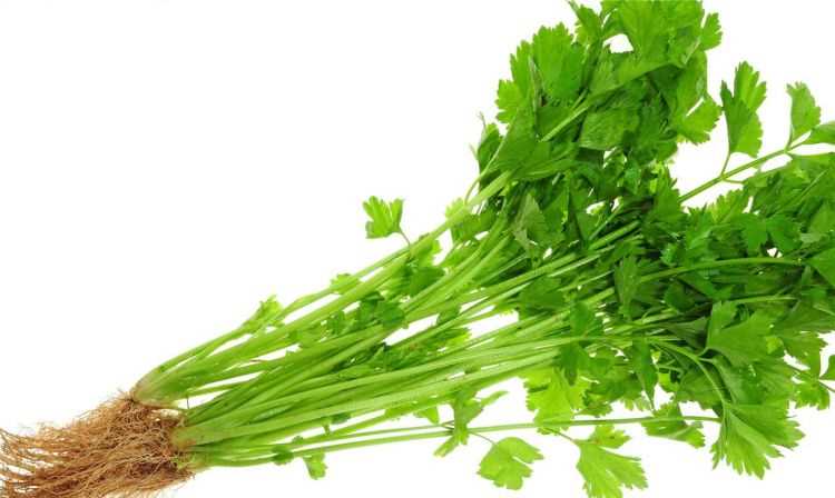 水芹菜在廣東叫什么