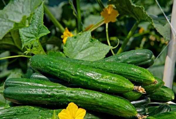 黃瓜怎么凍到冰箱保存,黃瓜是常見的蔬菜嗎圖3