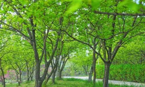 樹木的作用和好處視頻