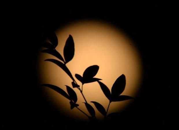 把月亮當(dāng)成人來(lái)寫(xiě)的句子