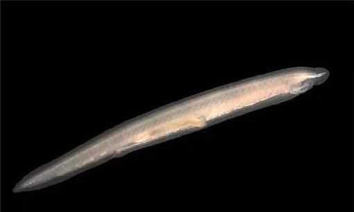 文昌魚又叫什么魚,無頭魚是什么魚圖4