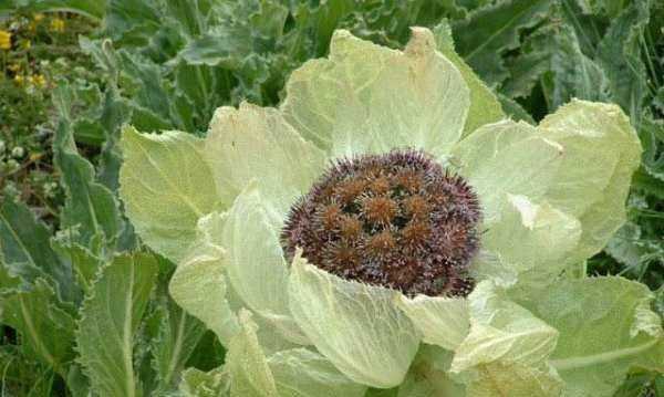 西藏土特產(chǎn)批發(fā),西藏土特產(chǎn)有哪些?圖4