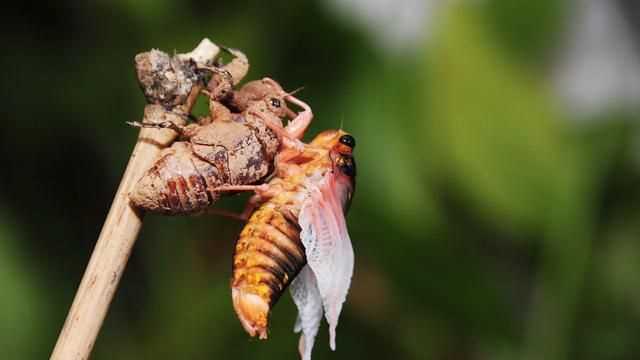 知了能吃嗎吃了對身體有什么好處