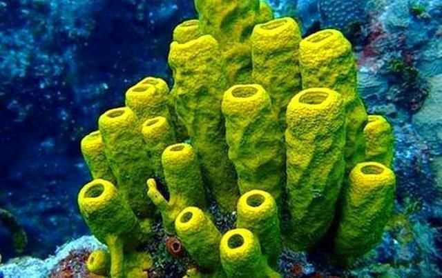 大陸架是海洋中的最富饒的海區(qū)不僅富含海洋什么資源不蘊(yùn)藏著豐富的什么資源