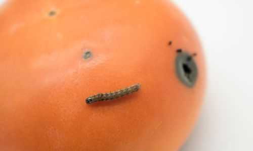 柿子上面長的白色的蟲子是什么蟲