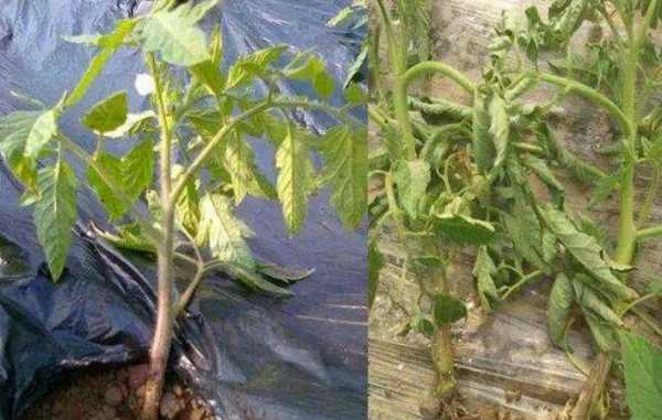 柿子里的蟲子是什么蟲,柿子上的白色蟲子是胭脂蟲是棉蚧嗎圖4