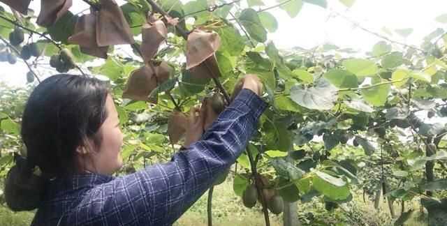 果蠅的危害，果蠅是否屬于生物性危害性異物？圖3