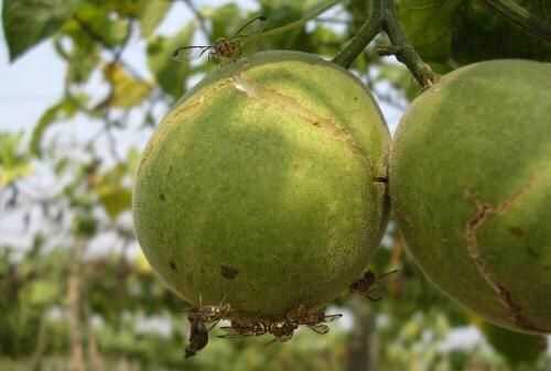 果蠅的危害，果蠅是否屬于生物性危害性異物？圖5