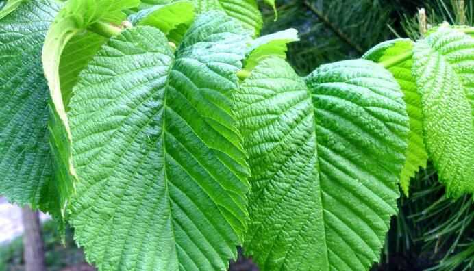 桑樹葉怎樣處理泡水喝,“山參熱補(bǔ)桑樹葉清補(bǔ)”怎樣正確食用桑葉