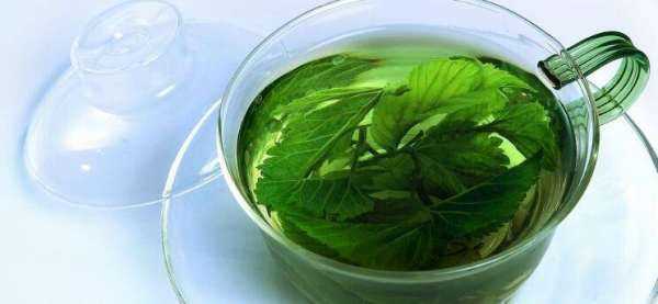 桑樹葉怎樣處理泡水喝,“山參熱補(bǔ)桑樹葉清補(bǔ)”怎樣正確食用桑葉圖10