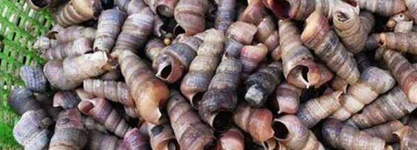 釘螺可以整個吃,釘螺可以整個吃嗎圖2