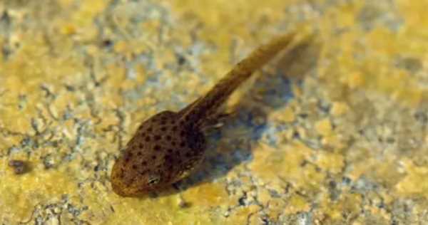 蝌蚪是什么動(dòng)物,蝌蚪是昆蟲嗎圖1