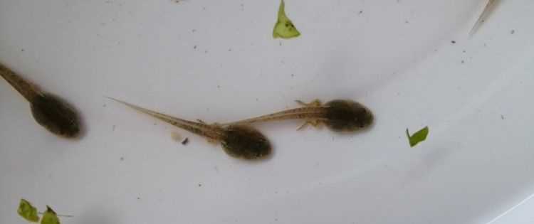 蝌蚪屬于什么類的動(dòng)物