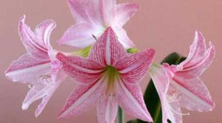 古代風(fēng)車的作用,風(fēng)車的含義是什么風(fēng)車代表了什么?圖2