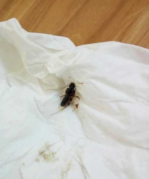 為什么有的蟑螂會(huì)飛有的不會(huì)飛