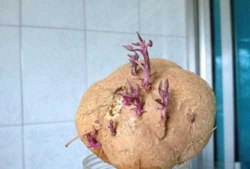 紅薯有點(diǎn)發(fā)芽了還能吃不