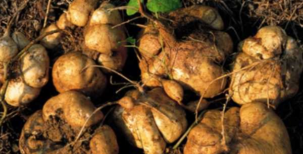 紅薯發(fā)芽還能吃吃了會(huì)怎樣呢,紅薯有點(diǎn)發(fā)芽了還能吃不圖3