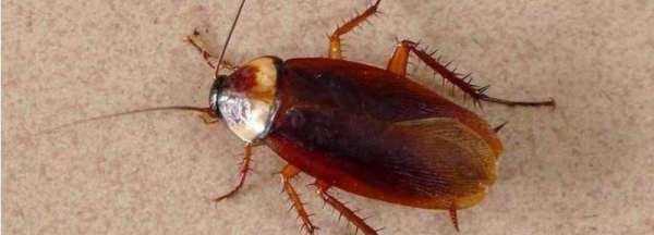 蟑螂飛來(lái)飛去什么原因,為什么有的蟑螂會(huì)飛有的不會(huì)飛圖3