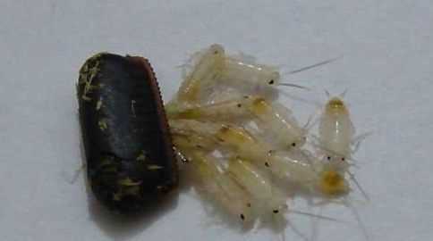 蟑螂在家里飛來(lái)飛去是怎么回事